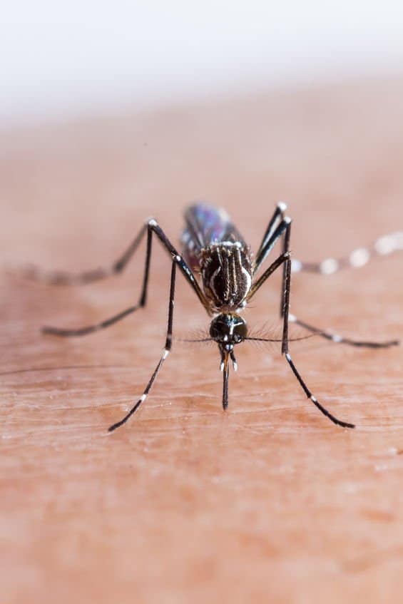 Which Mosquitoes are Most Common in Florida? Green Solutions LPCGreen