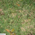 Is Zoysia the Most Green Grass in Florida?