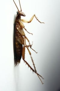 Palmetto Bugs