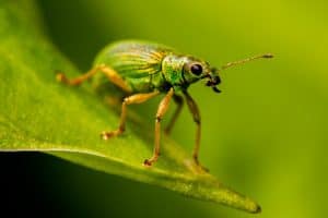 Weevils 