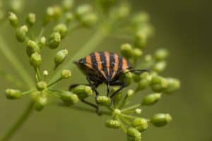 Best Treatments in Controlling Lawn Pests