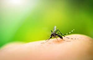 Mosquito Season in Florida