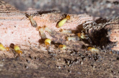 Termite Swarming Season Is Approaching Here Is What You Need To Know
