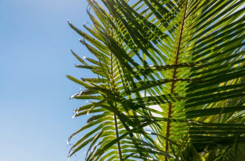 Common Pests And Diseases Of Sylvester Palm Trees