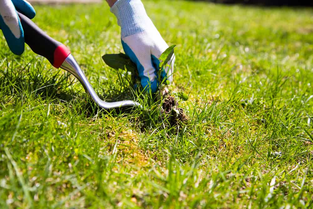 How to Eradicate Torpedo Grass from Your LawnGreen Solutions LPC