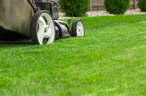 Florida Lawn Care Tips Strategies For A Vibrant And Sustainable Lawn