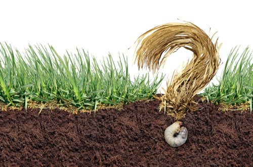 Sustaining Your Lawn's Health Identifying And Managing Chinch Bug Infestations
