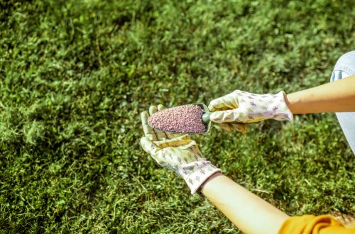 Fertilizing Your Lawn DIY vs. Hiring A Professional