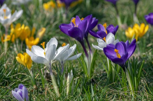 Spring Fertilization Guide Nourishing Your Ornamentals With Green Solutions Lawn Care & Pest Control