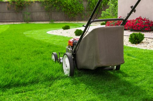 Spring Lawn Care Tips For A Lush Green Lawn In Tampa, Florida