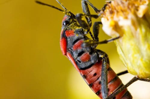 How Can I Tell If My Lawn Has Chinch Bugs?