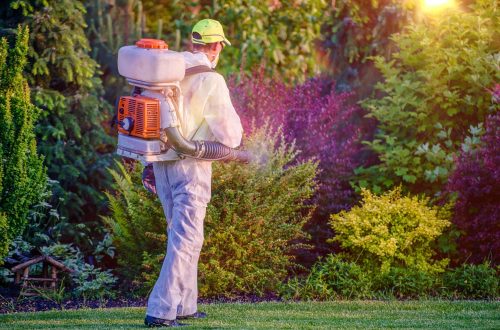 Pest Control: How To Keep Your Lawn Free From Unwanted Guests