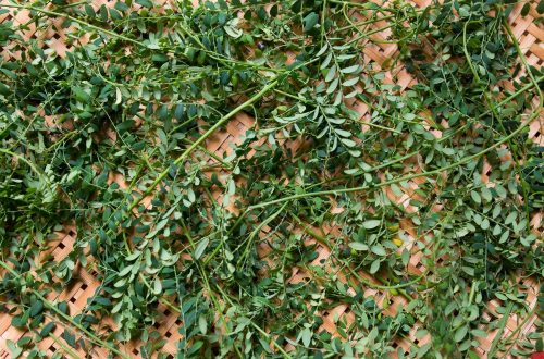 Common Weeds In Florida Start Treating Now With Pre-Emergent Solutions