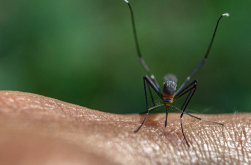 Mosquito-Borne Illnesses and Control Efforts in Tampa
