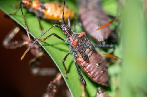 Are Chinch Bugs Killing Your Lawn? 