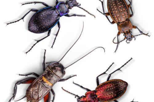 Moved Into a New Place? 8 Indoor Pests New Homeowners and Renters Commonly Discover in the First Year